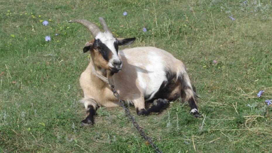 Любители шашлыков увели у жительницы Рамонского района козу