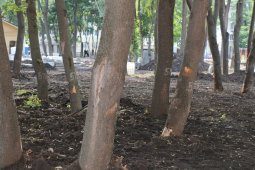 Городские активисты нашли поврежденные деревья в воронежском парке «Орленок»