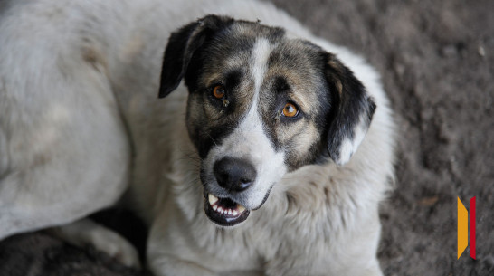 На проспекте Революции в Воронеже бездомная собака напала на людей