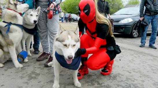 Участники аниме-фестиваля помогли воронежским зоозащитникам 