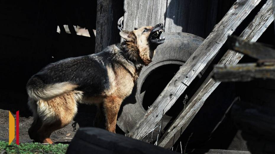 Покусанный немецкой овчаркой нововоронежец добился моральной компенсации