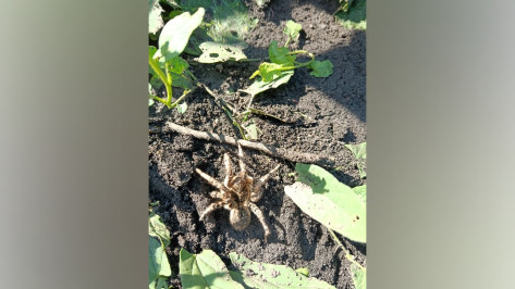 Самка тарантула отложила яйцо на грядке с кабачками воронежского огородника