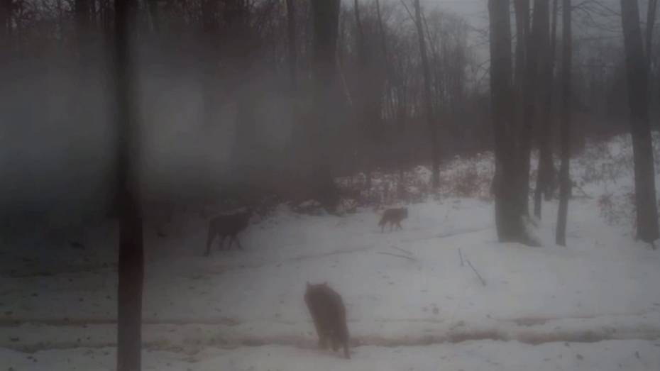 Камера воронежского кафе случайно сняла стаю волков