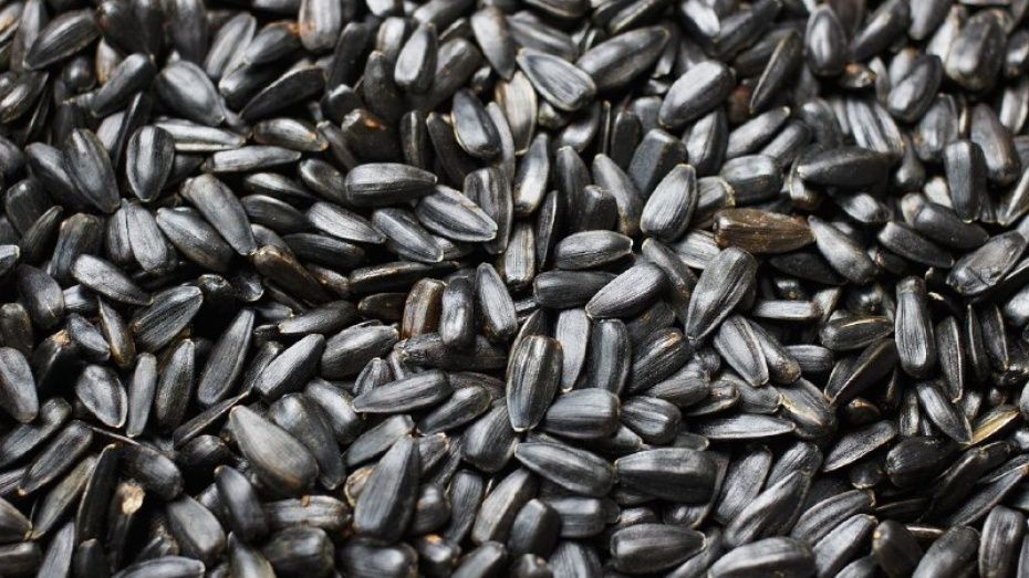 Сотрудники воронежского Россельхознадзора нашли опасные семена в 35 т подсолнечника