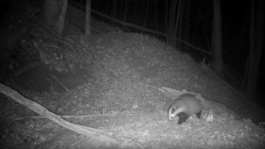 Ночная прогулка барсука в Воронежском заповеднике попала на видео