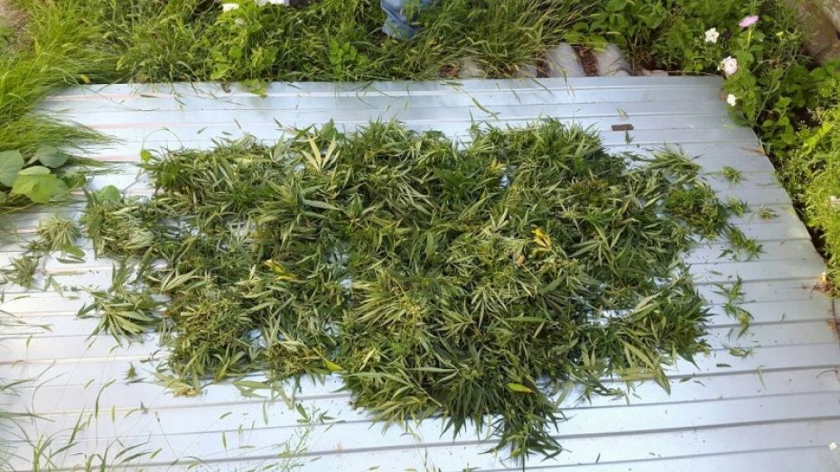 В Рамони суд назначил жителю Тульской области штраф 20 тыс рублей за хранение марихуаны