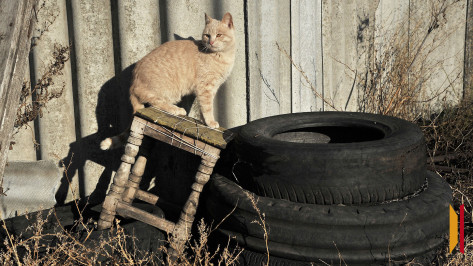 Бешенство обнаружили у домашней кошки в воронежском Калаче