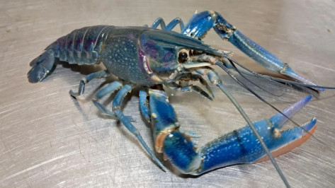 Акваферма по разведению синих раков под Воронежем подешевела до 100 млн рублей