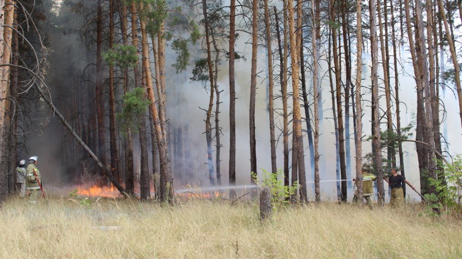 С пожаром, повредившим более 12 га леса в Воронежской области, боролись 3 дня