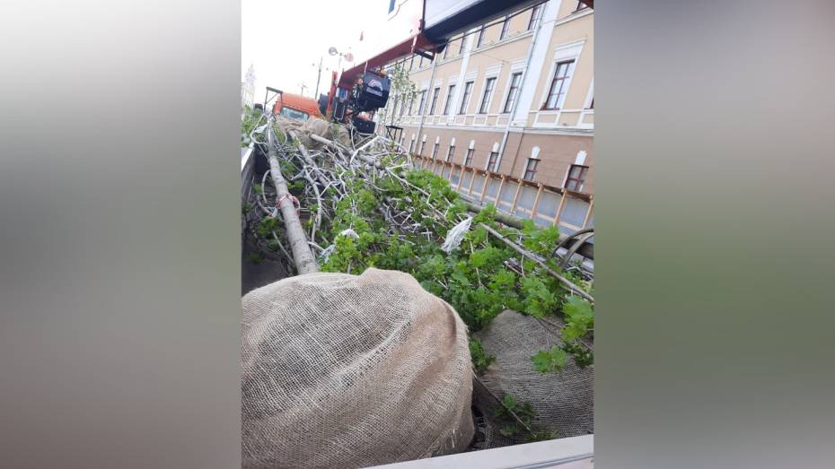 Еще 13 кленов пересадили с проспекта Революции в Воронеже