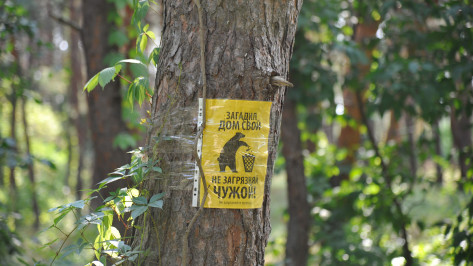 Под Воронежем директора организации оштрафовали за мусор в лесу