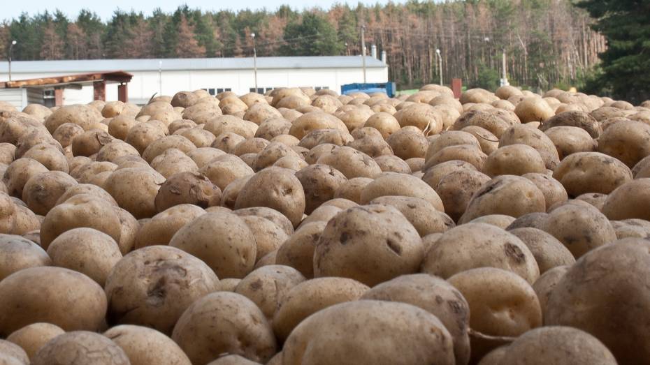 Воронежская компания в рамках нацпроекта повысит эффективность производства картофельных хлопьев