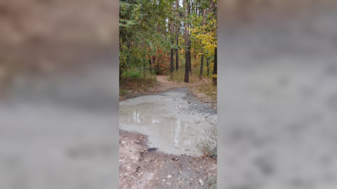 Воронежские полицейские нашли виновного в сливе отходов бетона в Северном лесу
