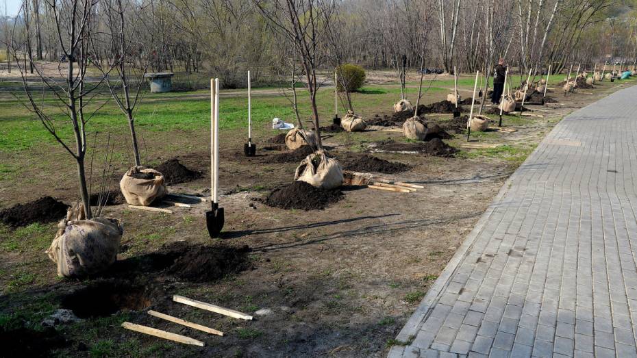 В Воронежской области посадят 1 млн деревьев к 75-летию Победы