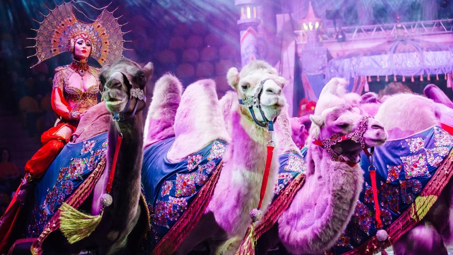 В Воронежском цирке покажут новогоднюю «Песчаную сказку» с бегемотами и верблюдами
