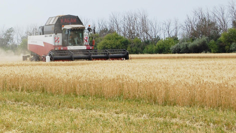 В Воронежской области объем экспорта сельскохозяйственной продукции за год вырос на 30 процентов