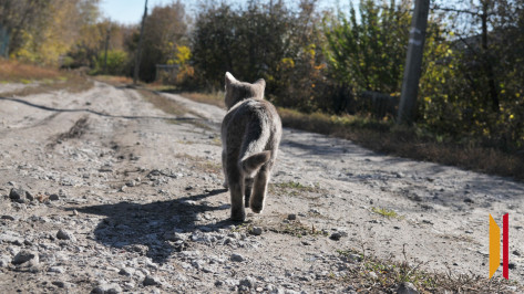 В Воронежской области за 2024 год пропало более 3 тыс домашних животных