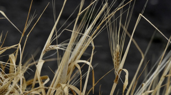 Алексей Гордеев: несмотря на засуху, Воронежская область соберет хороший урожай зерновых