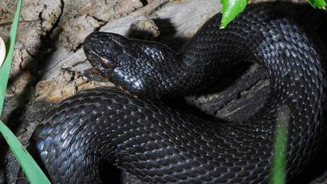 В Рамонском районе от укусов ядовитых змей пострадали два человека