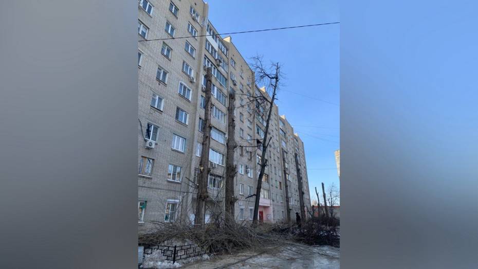 В мэрии Воронежа отреагировали на варварскую обрезку деревьев на Ленинском проспекте
