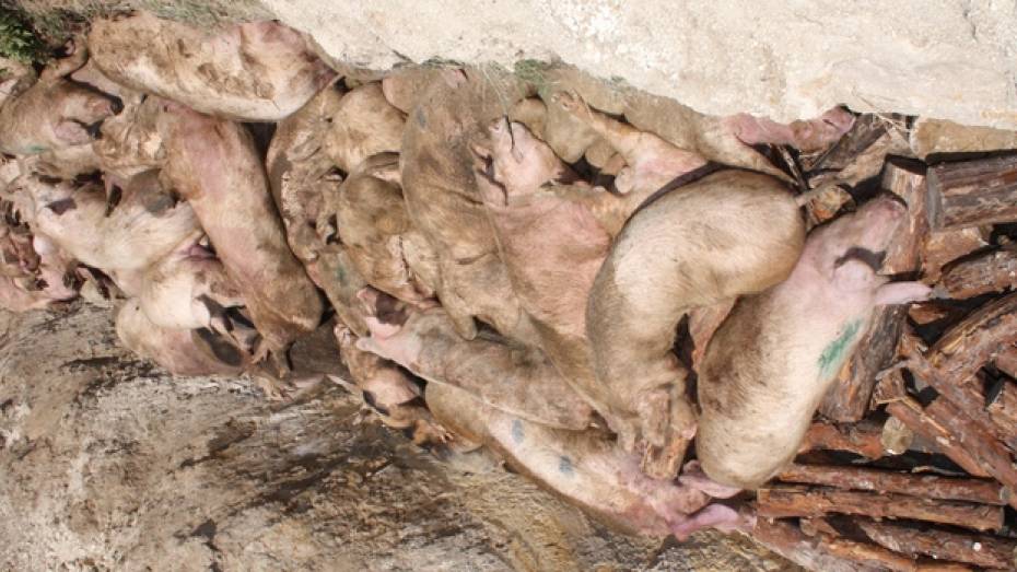 Жители Богучарского района начали получать компенсации за изъятых свиней