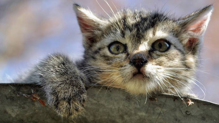 В Воронеже спасли котенка, который застрял в вентиляции на Московском проспекте
