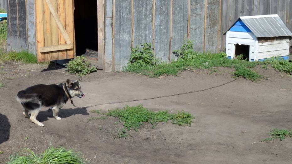 В Воронежской области дворовый пес загрыз годовалого мальчика