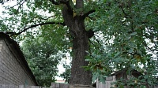 Воронежцы сравнили родной край с дубом и полевыми злаками