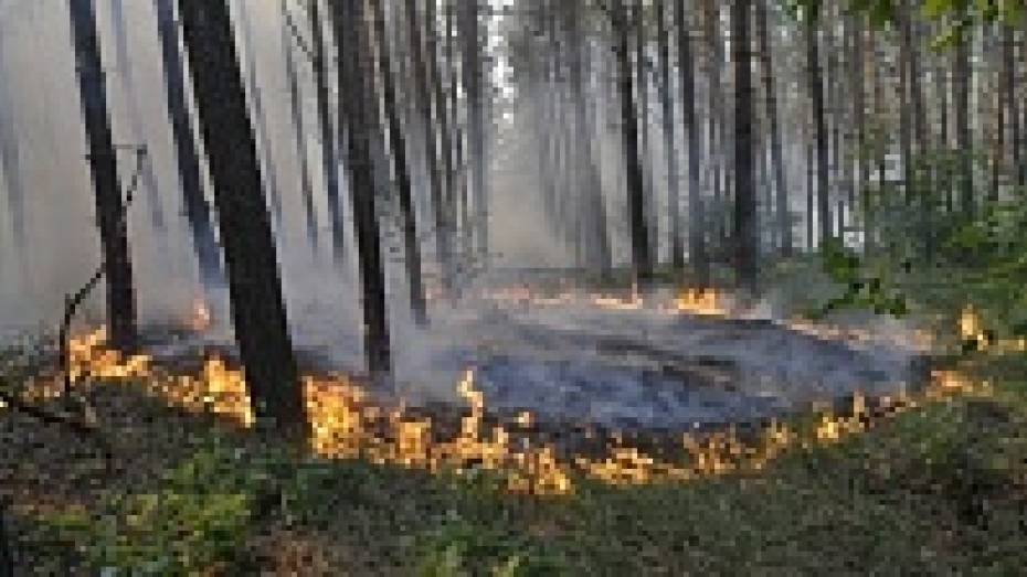 Воронежские спасатели запустили «горячую линию» по лесным пожарам