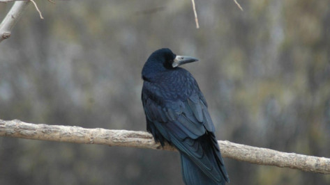 Пропавшего в Воронеже 47-летнего мужчину нашли мертвым