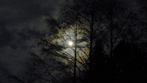 Стало известно, где нашли тело пропавшей 29-летней девушки в Воронеже