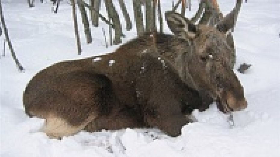 В Борисоглебском районе охотники вызволили лося из браконьерской петли