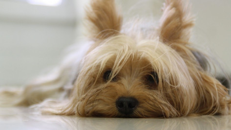 Под Воронежем девушка будет судиться с ветклиникой из-за плохого лечения собаки