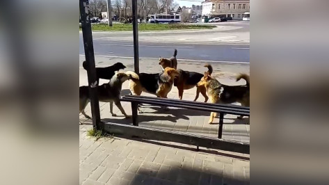 Свора бездомных собак захватила остановку у Воронежского госуниверситета