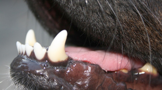 На нижнедевицком хуторе введен карантин по бешенству