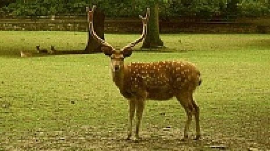 В Воронежской области появилось 244 белохвостых оленя из Огайо