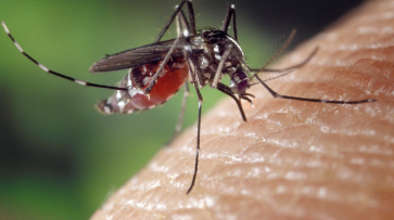 Роспотребнадзор дал воронежцам рекомендации по профилактике укусов комаров