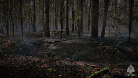 Пожар в Воронежском биосферном заповеднике локализовали