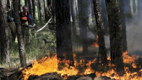 Ландшафтные пожары под Воронежем охватили 5 га