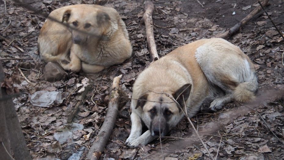 Воронежцы пожаловались на стаю бездомных собак в микрорайоне Шилово