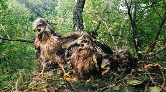 Окольцованный воронежский канюк нашелся под Белгородом через 12 лет