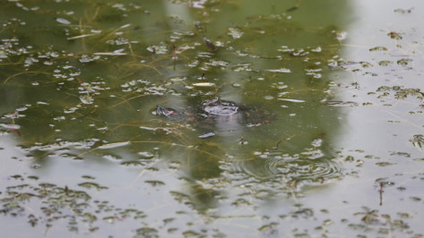 Из озера на Минской в Воронеже выловят черепах