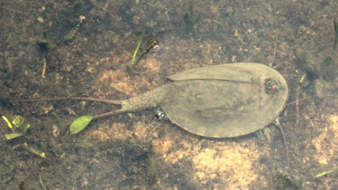 В Воронежском заповеднике нашли краснокнижного весеннего щитня