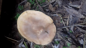 В Богучарском районе зимой выросли грибы синеножки