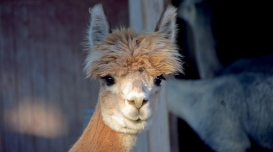 Под Воронежем за 21 млн рублей продаются 30 альпак