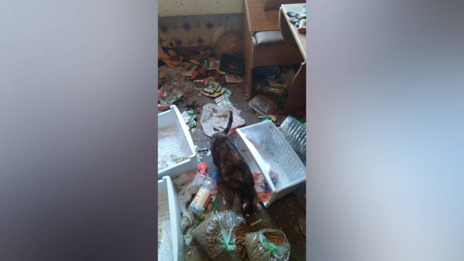 В квартире умершего воронежца обнаружили огромное количество кошек