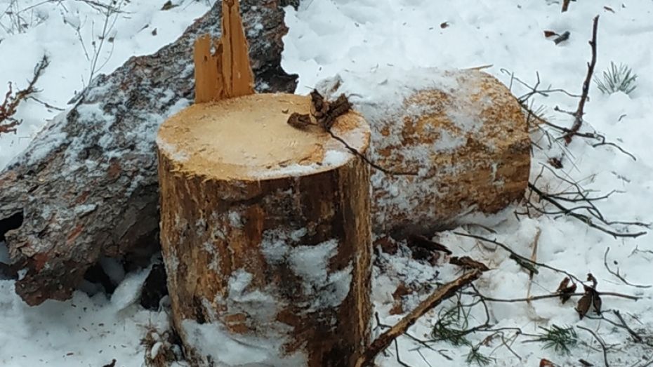 Воронежцы сообщили о вырубке леса в микрорайоне Тепличном