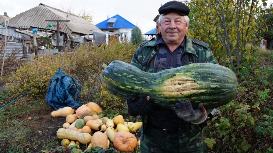 Кабачки фото картинки на грядке