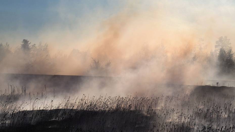 В небо над Воронежем поднялся столб дыма от горящей травы