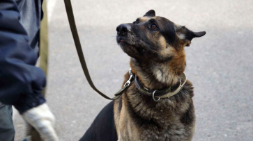 Служебные собаки пострадали от удара током на главной площади Воронежа